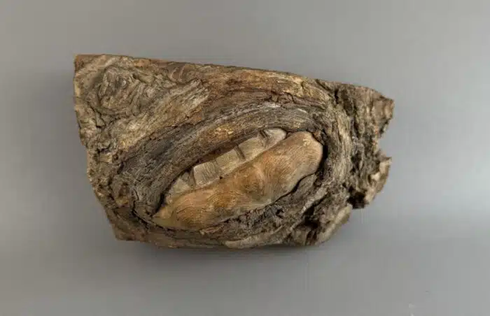 Switbert Lobisser - Aus persönlichem Besitz - Kuriose Holzschnitzerei "Gebiss" L 20 cm 10x10 cm