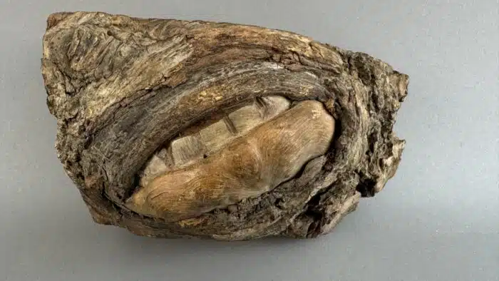 Switbert Lobisser - Aus persönlichem Besitz - Kuriose Holzschnitzerei "Gebiss" L 20 cm 10x10 cm – Bild 2