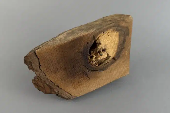 Switbert Lobisser - Aus persönlichem Besitz - Kuriose Holzschnitzerei "Gebiss" L 20 cm 10x10 cm – Bild 3