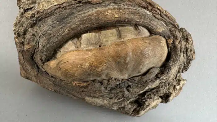Switbert Lobisser - Aus persönlichem Besitz - Kuriose Holzschnitzerei "Gebiss" L 20 cm 10x10 cm – Bild 6