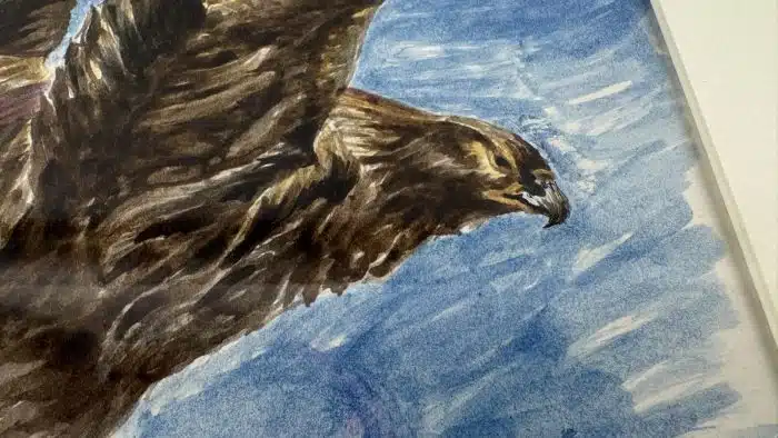 Aquarell mit Adler 47x45 cm verglast und gerahmt – Bild 3