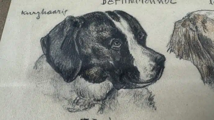 Alfons Purtscher (Klagenfurt 1885-1962 London) Zeichnung Berhardiner signiert, datiert, verglast, gerahmt – Bild 5